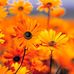 Profile Picture of David Dames (@david.dames.7355) on Facebook