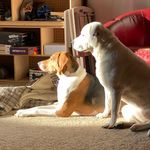 Profile Picture of David Petruccelli (@pfd_no6) on Instagram