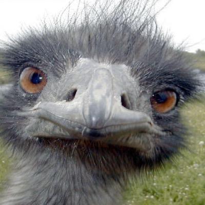 Profile Picture of James Karvelas (@jskarvelas) on Twitter
