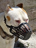 Profile Picture of Breed-specific legislationon Wikipedia