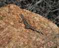 Profile Picture of Karusasaurus polyzonuson Wikipedia