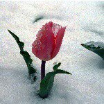 Profile Picture of Iris Willis (@iris.willis.12) on Instagram