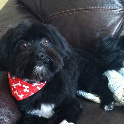Profile Picture of Lisa Cieri (@lisacieri) on Twitter