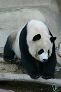 Profile Picture of Ailuropodaon Wikipedia
