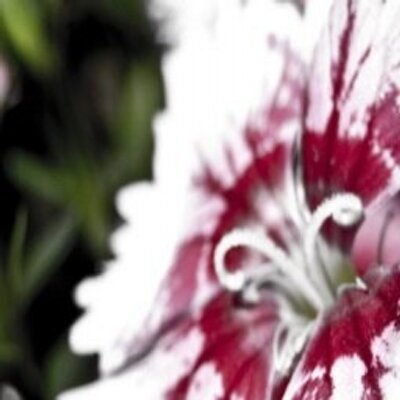 Profile Picture of Pam Fletcher (@fletcherdpp) on Twitter