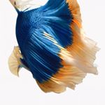 Profile Picture of Jason barnas (@delete_this_account_deactive) on Instagram