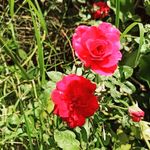 Profile Picture of Malini Patel (@malini5429) on Instagram