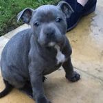 Wayne N Tracey Garland - Instagram Profile Picture of Wayne N Tracey Garland (@lovinglunablue) on Instagram