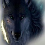 Profile Picture of daniel blankinship (@wolf_is_amazing1235) on Instagram