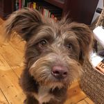 Profile Picture of Eddie (@mr.eddie_moose) on Instagram