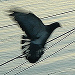 Profile Picture of Nicolete (@Nicolete) on Flickr