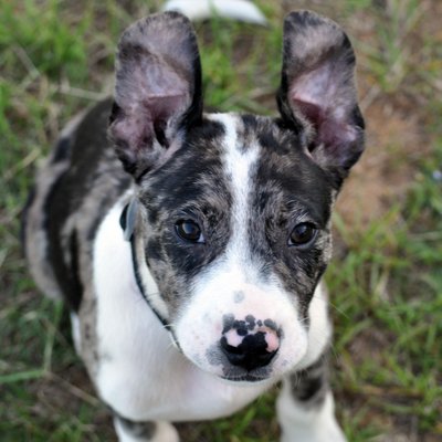 Stacey Lance - Twitter Profile Picture of Stacey Lance (@DrSLancelot) on Twitter