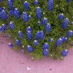 Profile Picture of Janice Mohr (@jemohr81) on Instagram