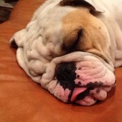 Profile Picture of Andrea Bates (@andrealeebates) on Pinterest