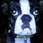 Profile Picture of Scott Gowen (@scott.gowen) on Instagram