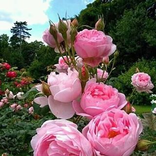 Profile Picture of Frandy Richelieu (@frandy.richelieu) on Facebook