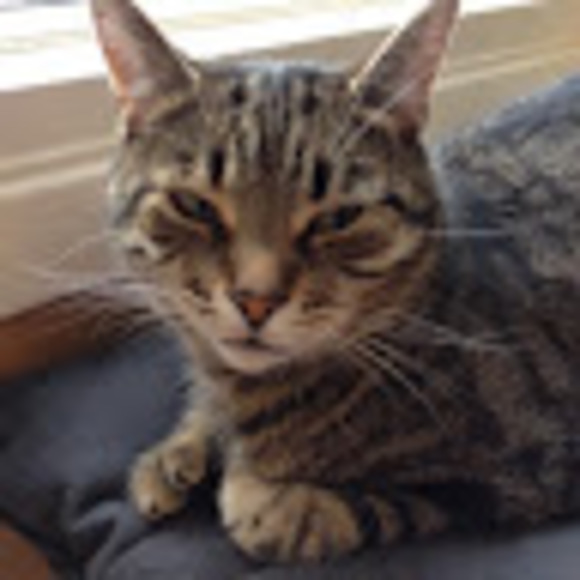 Profile Picture of Levi Bradley (@levibradley50) on Poshmark