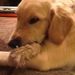 Profile Picture of Lynn Garrelts (@tlgarrelts) on Pinterest