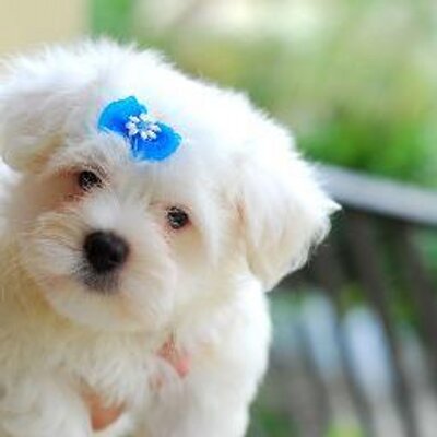 Profile Picture of Slave_Nancy (@Slave_Nancy) on Twitter