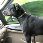 Profile Picture of Terry Shull (@backwoods_custom_cabinets) on Instagram