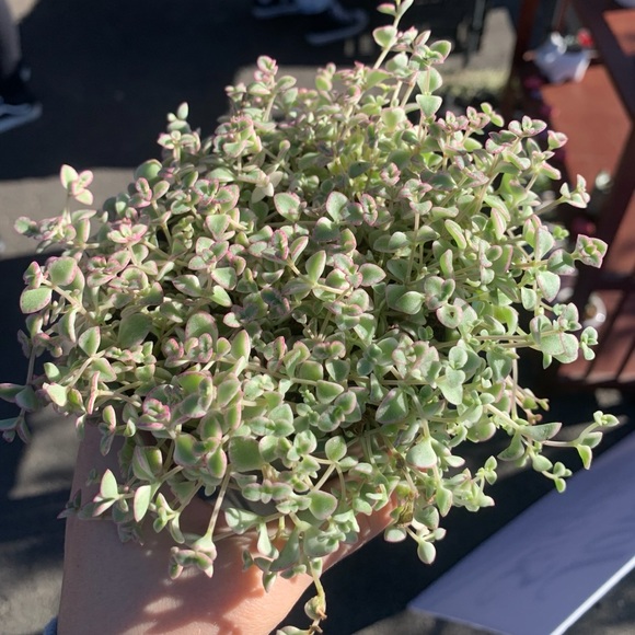 Profile Picture of Claudia Chavez (@claudiachave946) on Poshmark