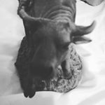 Stephen Fredrickson - Instagram Profile Picture of Stephen Fredrickson (@dura_max07) on Instagram