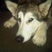 Profile Picture of Danielle Lapierre (@dannylap) on Pinterest