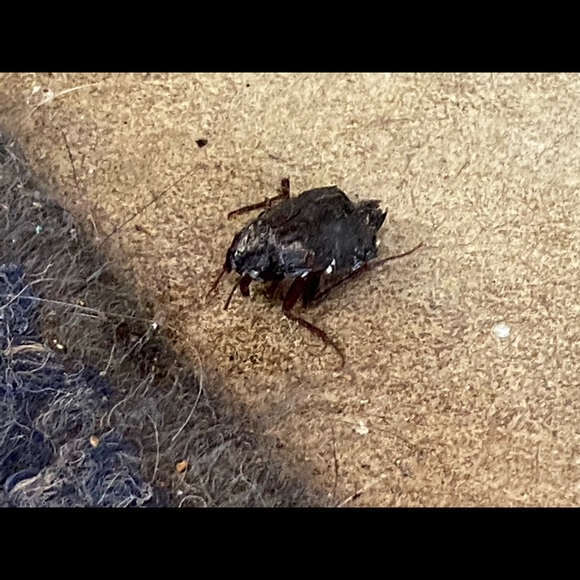 Profile Picture of Kirby Mcnesby (@kforkicks666) on Poshmark