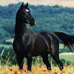 Profile Picture of 💸Con La Plata Baila El Perro💸 (@__isabel_salgado__) on Instagram