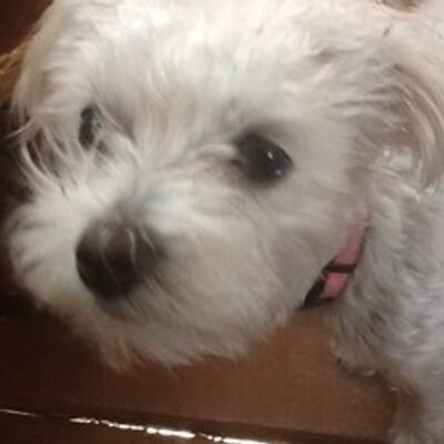 Profile Picture of Kevin Shallow (@shallow_kevin) on Twitter