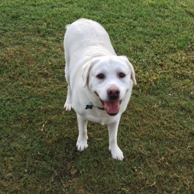 Profile Picture of David Greenwald (@davidgreenwald7) on Twitter