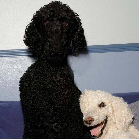 Profile Picture of Ivy Charles (@jaacylu) on Poshmark