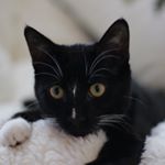 Profile Picture of Robin (@robintotherescue_) on Instagram