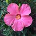 Profile Picture of Lori Counts (@az34me) on Pinterest