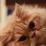 Profile Picture of Kwhuang (@kwhuang) on Flickr