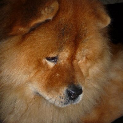 Sara Corker - Twitter Profile Picture of Sara Corker (@caring4pets) on Twitter