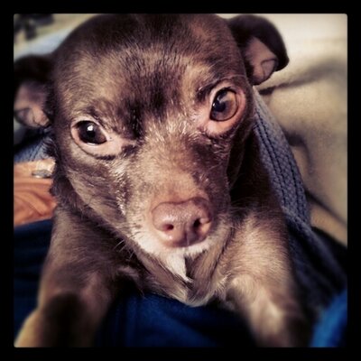 Profile Picture of Alexis Young (@Lexyinthelou) on Twitter
