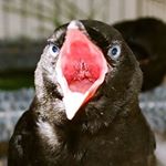 Profile Picture of sam pinecone (@sam.pinecone) on Instagram