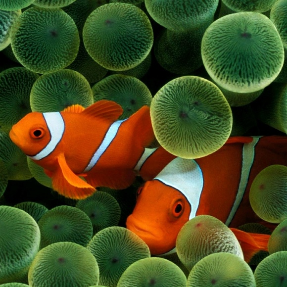 Amber Pesavento - Poshmark Profile Picture of Amber Pesavento (@apesavento) on Poshmark