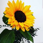 Profile Picture of Myrna Martinez💕🌹🌻 (@myrna.martinez) on Instagram