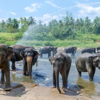 Profile Picture of Schmeeno (@finchian) on Instagram