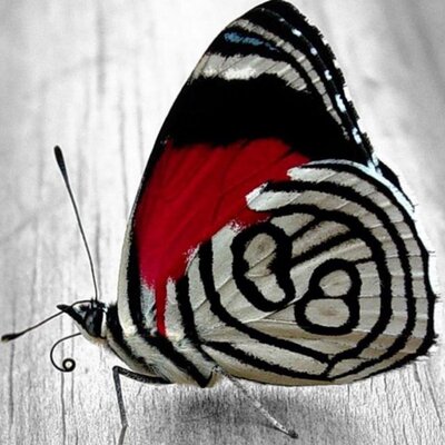 Profile Picture of The Butterfly Keeper (@KilmerTracy) on Twitter