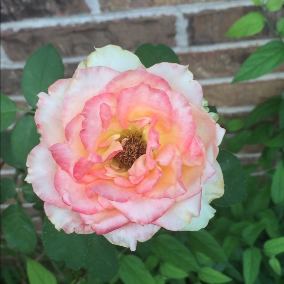 Profile Picture of Jamone Smith (@monee02) on Poshmark