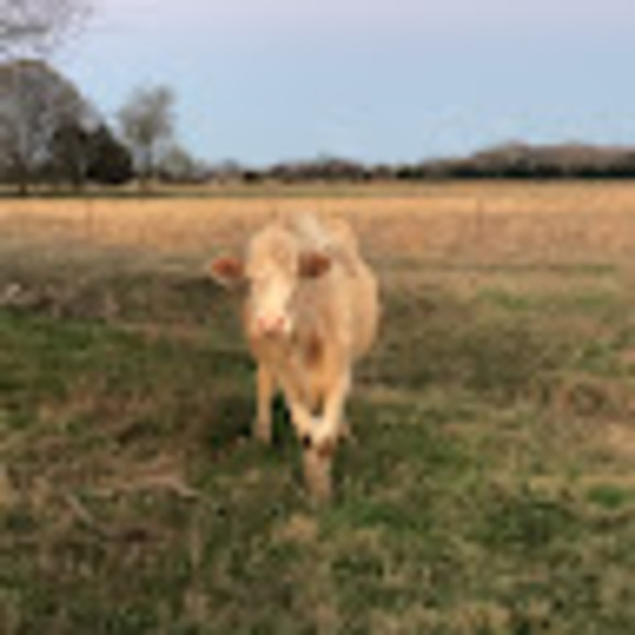 Profile Picture of Gavin Monchamp (@gavin1buster) on Poshmark