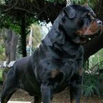 Profile Picture of Marcus Foreman (@blkkingsny) on Instagram