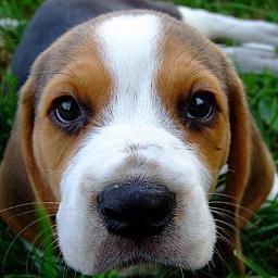 Profile Picture of Cindy The Beagle (@CindyTheBeagle) on Twitter