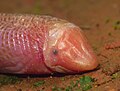 Profile Picture of Leposternon microcephalumon Wikipedia