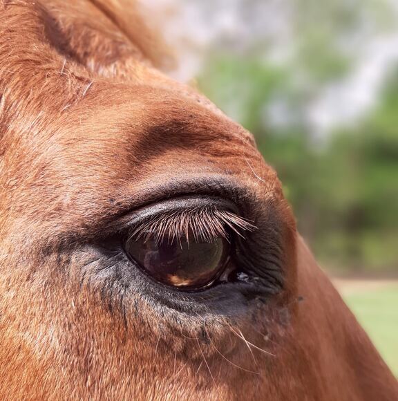 Profile Picture of Diana Scammell (@bodylistening) on Poshmark