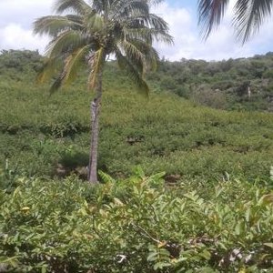 Profile Picture of Maria Paula Crus Dionicio (@CrusDionicio) on Twitter