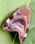 Profile Picture of Hyblaea pueraon Wikipedia
